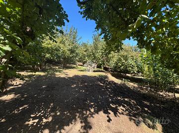 TER. AGRICOLO A SAN MARTINO VALLE CAUDINA