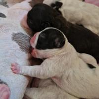 Bouledogue francese cuccioli