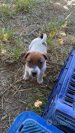 Jack Russell Cucciolo