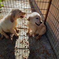 Cuccioli di Golden