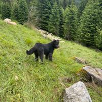 Cane bergamasco