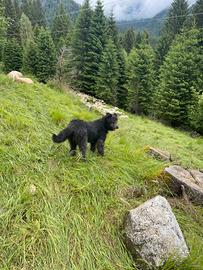 Cane bergamasco