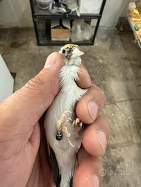 Cardellina Agata mezza taglia acianica sciarpata
