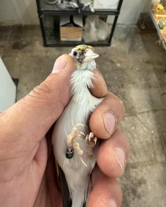 Cardellina Agata mezza taglia acianica sciarpata