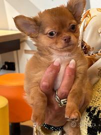 Cucciolo bello bello