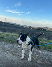 Per mancato tempo a malincuore Pitbull