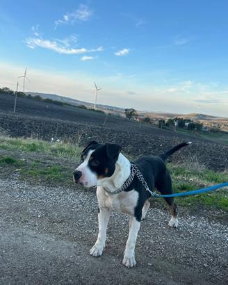Per mancato tempo a malincuore Pitbull