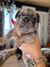 Bulldog francese