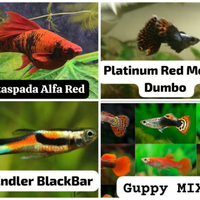 Pesci - Piante - Acquario