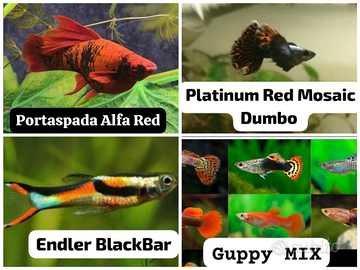 Pesci - Piante - Acquario