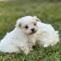 Maltese