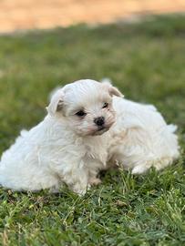 Maltese