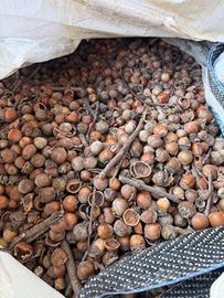Nocciole