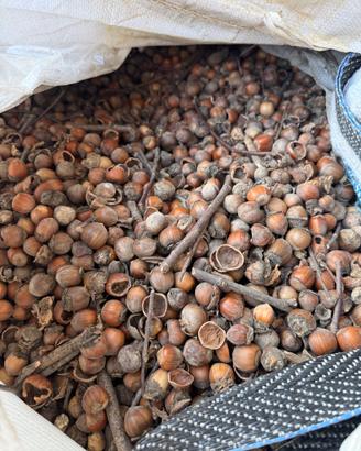 Nocciole