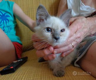 Gattino maschio