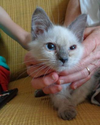 Gattino maschio