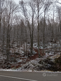Taglio e pulizia boschi