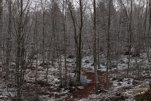 Taglio e pulizia boschi