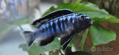 Ciclidi Malawi Pseudotropheus Interruptus pesci