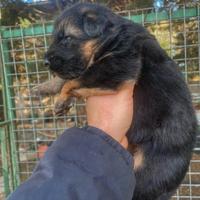Cuccioli di Pastore tedesco alta genealogia