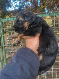 Cuccioli di Pastore tedesco alta genealogia