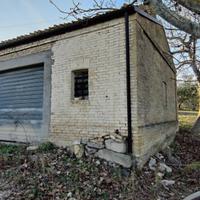 Uliveto altamente produttivo a Monteodorisio (CH).