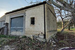 Uliveto altamente produttivo a Monteodorisio (CH).