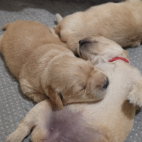 Dolcissime cucciole di Golden Retriever con pedigr