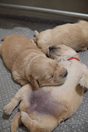 Dolcissime cucciole di Golden Retriever con pedigr