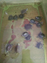 Tartarughine di acqua