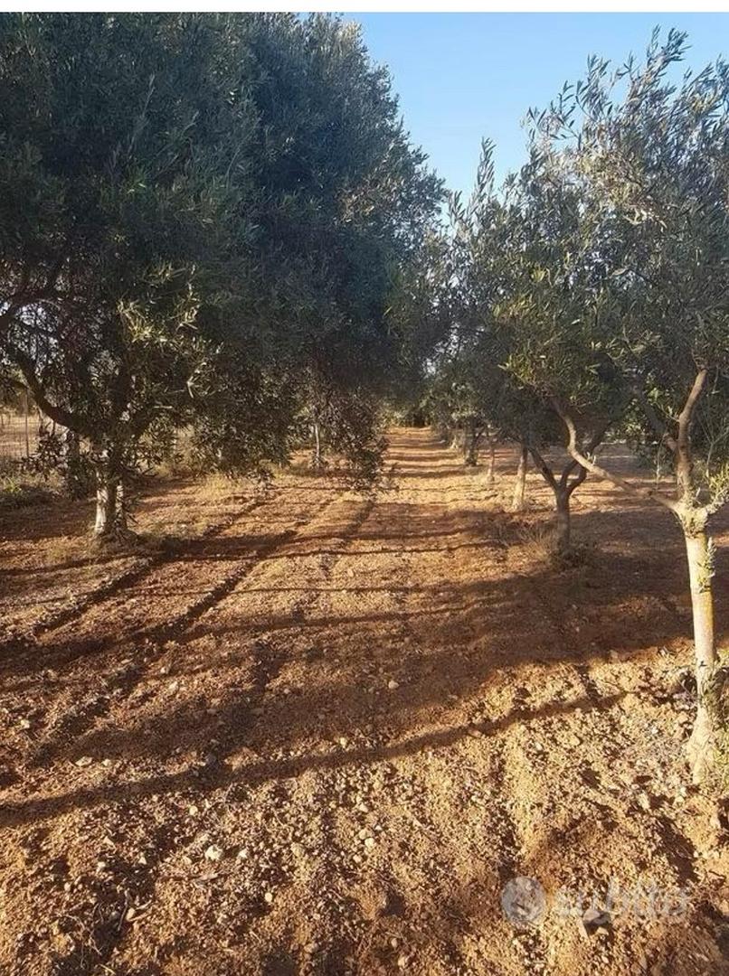 Terreno agricolo piantu - Vista 2