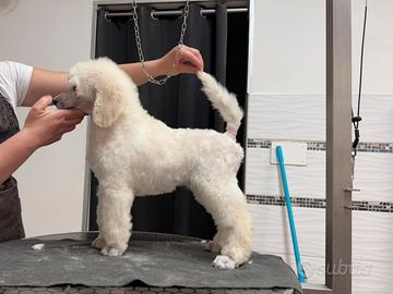 Cuccioli di barbone grande mole