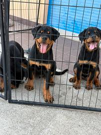 Cuccioli Rottweiler