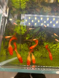 Guppy koi full red