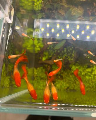 Guppy koi full red