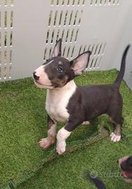 Bull Terrier inglese standard cucciole