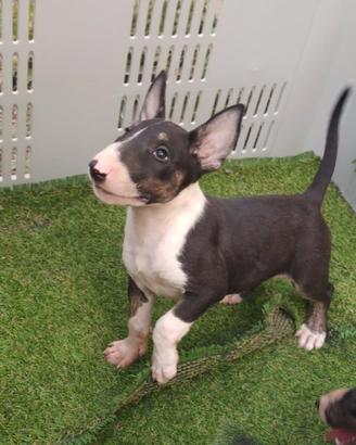 Bull Terrier inglese standard cucciole