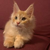 Cuccioo maine coon