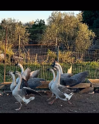Oche cigno