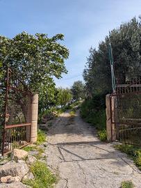 Campagna in c.da mongiafora, Leonforte