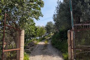 Campagna in c.da mongiafora, Leonforte
