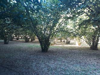 Terreno con nocciole