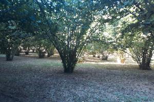 Terreno con nocciole