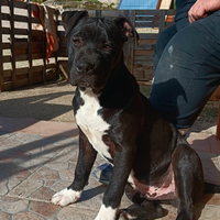 Pitbull