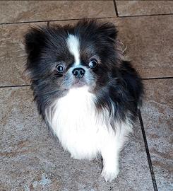 Chihuahua Pedigree Enci