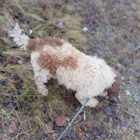 Lagotto Romagnolo da tartufi