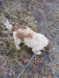 Lagotto Romagnolo da tartufi