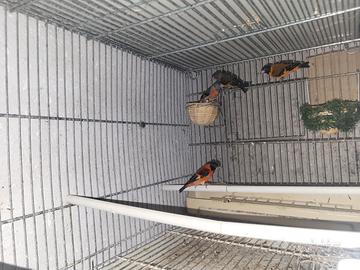 Cardinalini del venezuela