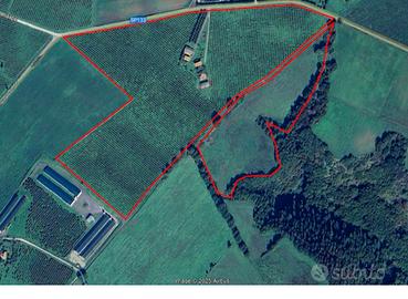 Noccioleto avviato di 8 anni