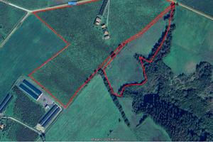 Noccioleto avviato di 8 anni